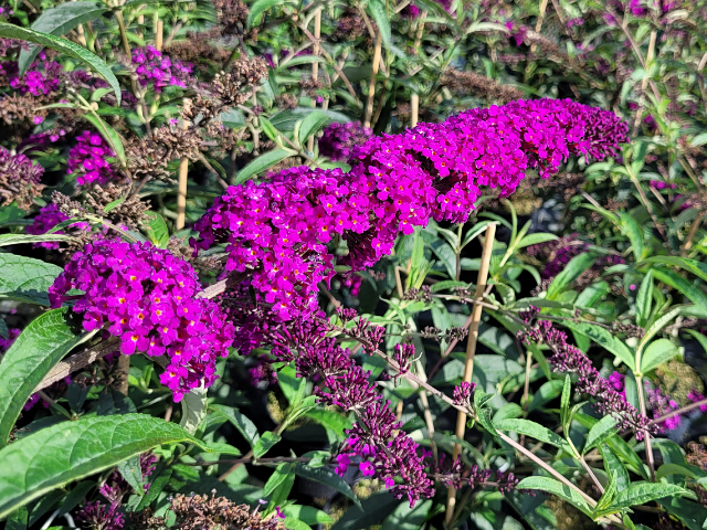 dunkel Rosa Sommerflieder Schmetterling Strauch Blumensamen zur Aussaat – lang Blüte Saison – Traditionssorte & ohne Gentechnik Samen Hausgarten