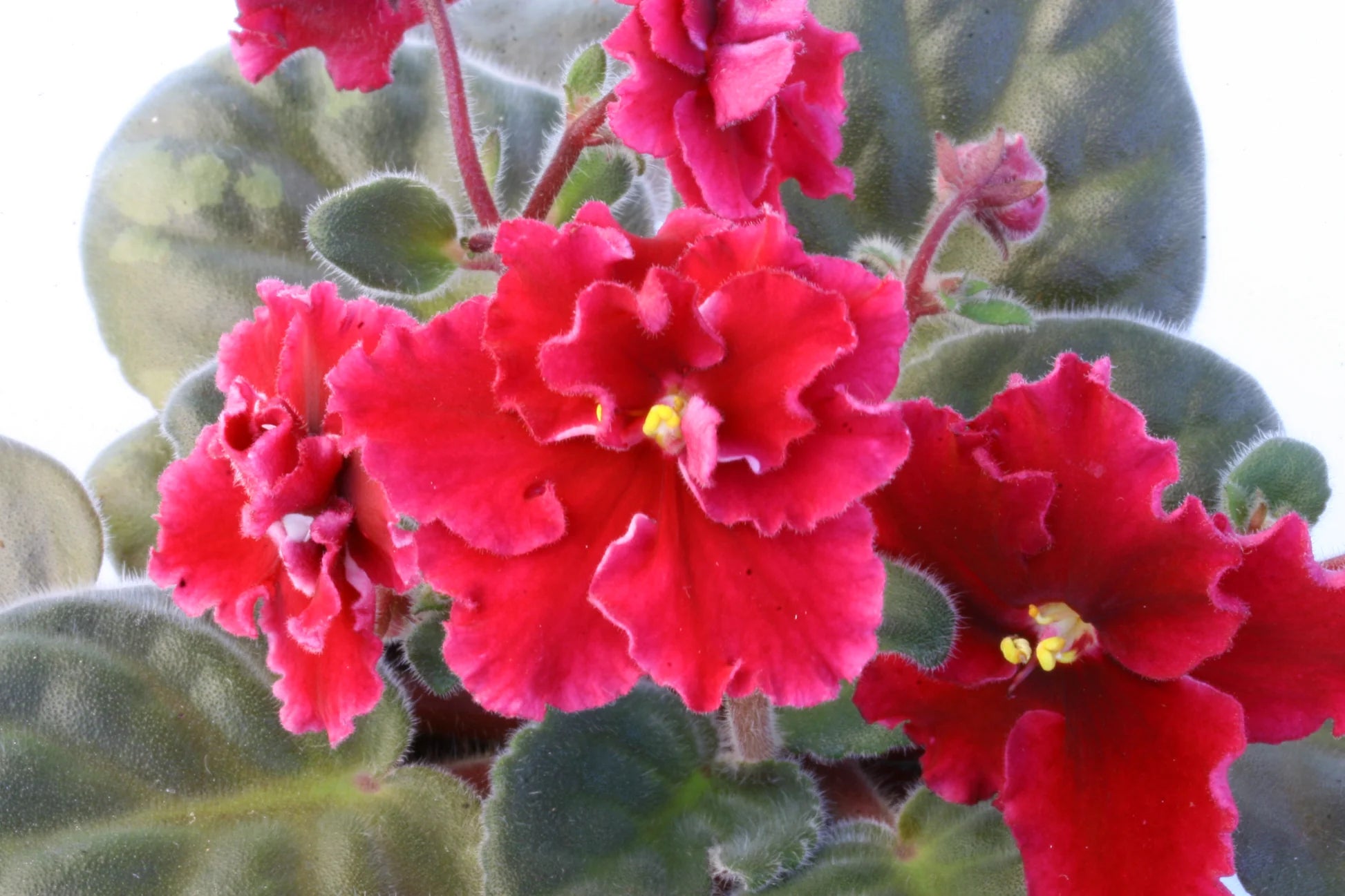 Bordeaux Saintpaulia Blumensamen zur Aussaat – leuchtend – Traditionssorte & ohne Gentechnik Samen Hausgarten