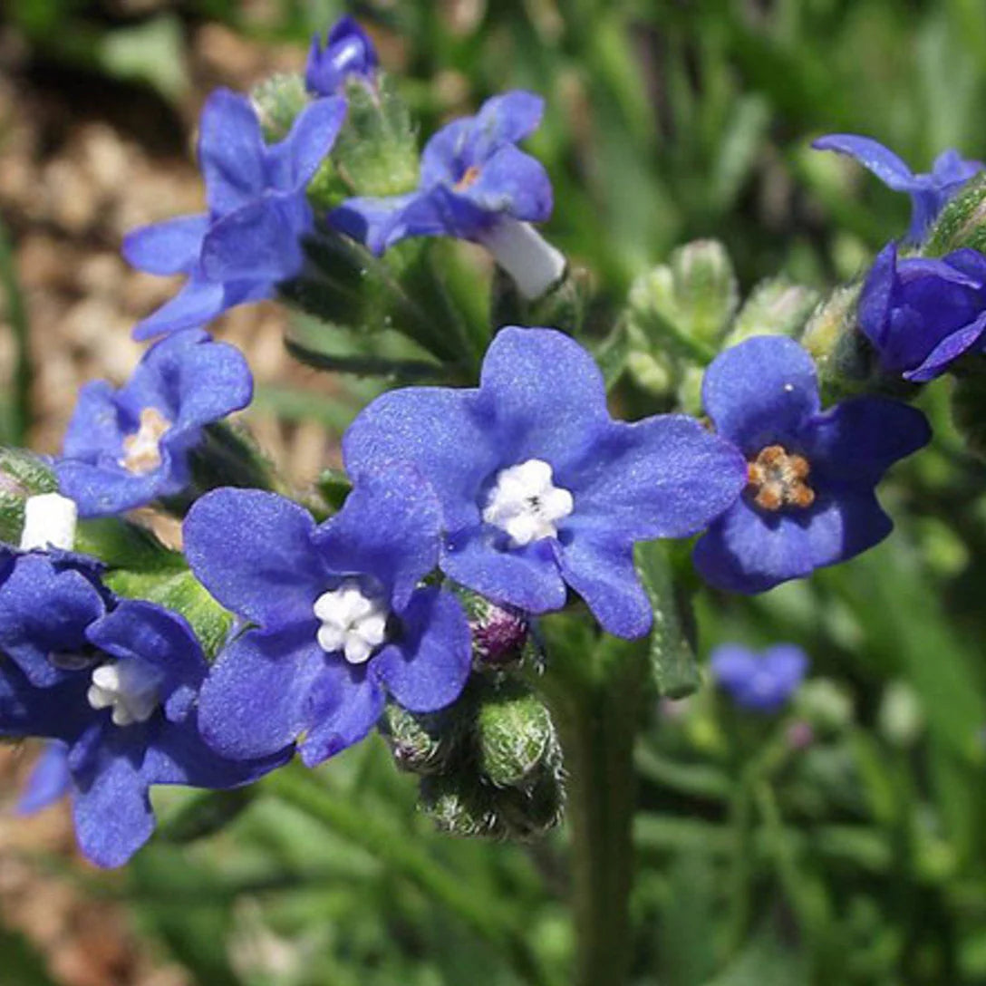 Anchusa Blumensamen zur Aussaat Drought verträglich Traditionssorte & ohne Gentechnik Samen Hausgarten