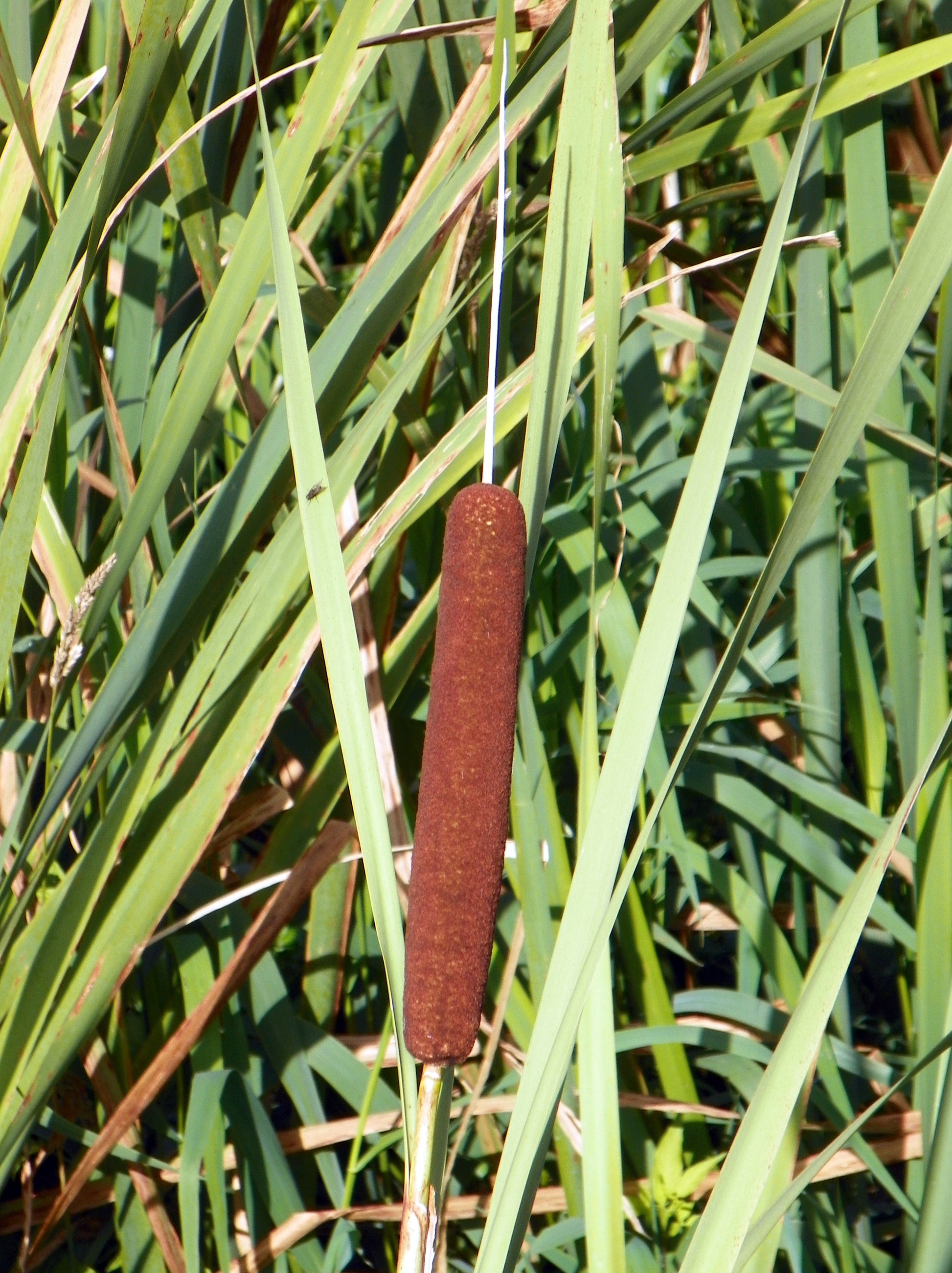 Cattail Blumensamen zur Aussaat leuchtend Traditionssorte & ohne Gentechnik Samen Hausgarten
