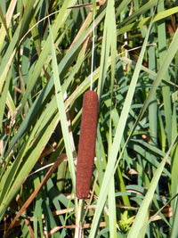 Cattail Blumensamen zur Aussaat leuchtend Traditionssorte & ohne Gentechnik Samen Hausgarten