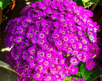 Rosa Cineraria Blumensamen zur Aussaat Schnitt Blume beliebt Traditionssorte & ohne Gentechnik Samen Hausgarten