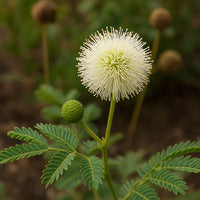 Gelb illinois bundleflower flowering samen