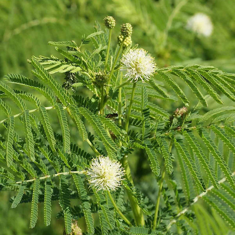 Gelb bundleflower garten samen for outdoor anpflanzung