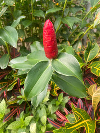 Costus Blumensamen zur Aussaat Garten beliebt Traditionssorte & ohne Gentechnik Samen Hausgarten