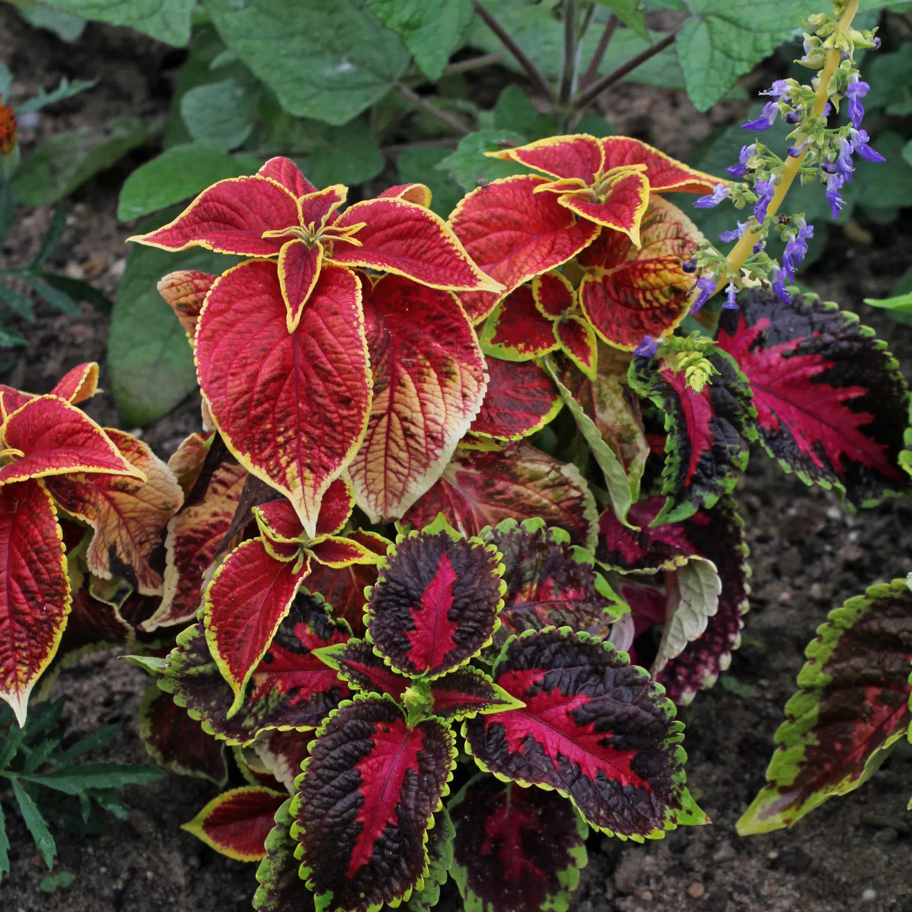 Hosta Buntnessel Blumensamen zur Aussaat – kompakt Wuchs – Traditionssorte & ohne Gentechnik Samen Hausgarten