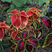 Hosta Buntnessel Blumensamen zur Aussaat – kompakt Wuchs – Traditionssorte & ohne Gentechnik Samen Hausgarten
