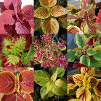 Traditionssorte Buntnessel Blumensamen zur Aussaat Anzucht Traditionssorte & ohne Gentechnik Samen Hausgarten