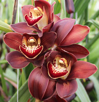 Burgundy cymbidium orchid indoor potted pflanze