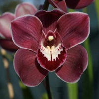 Non gmo burgundy cymbidium orchid samen