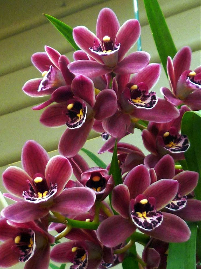 Ornamental burgundy cymbidium orchid pflanze