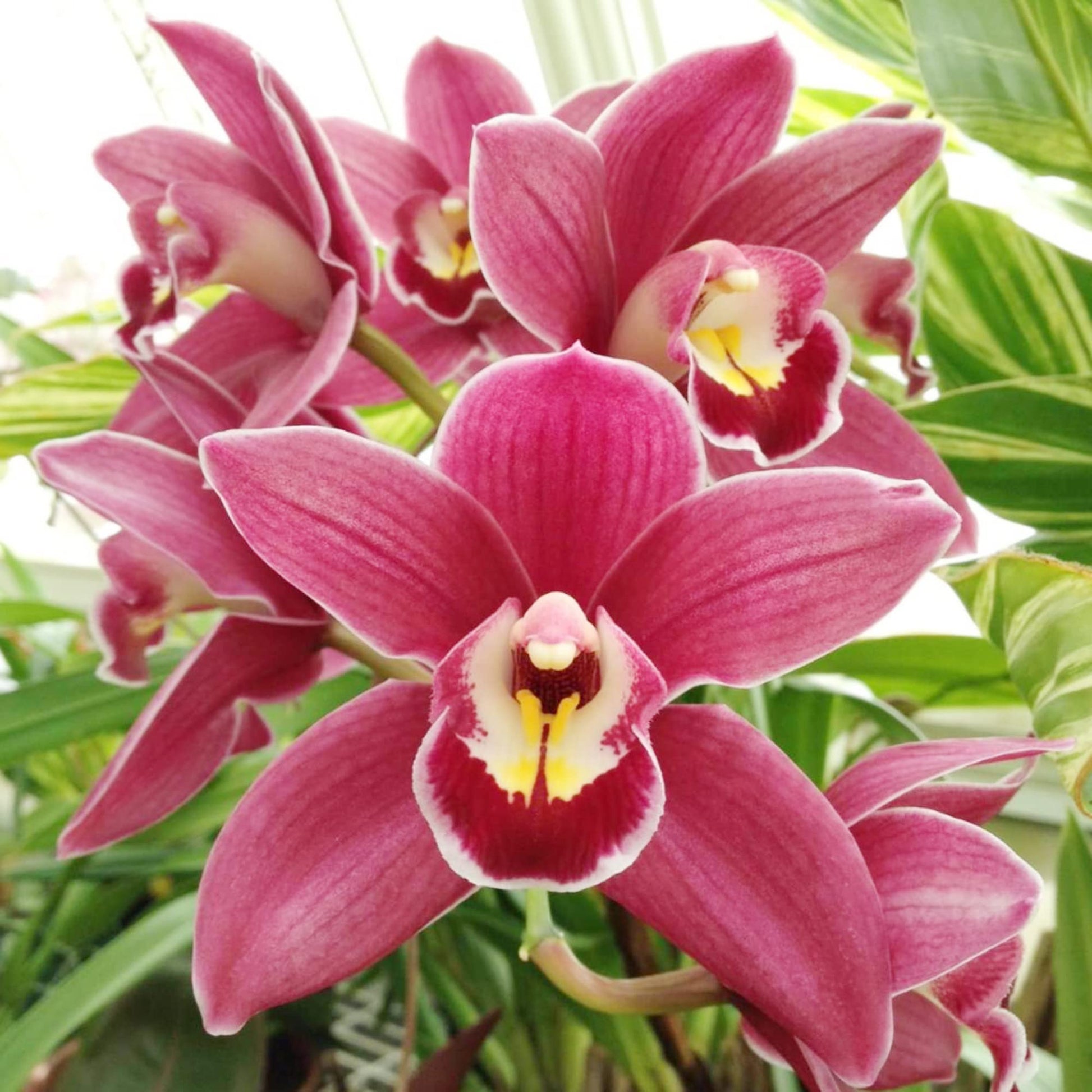 Burgundy cymbidium orchid samen for anpflanzung