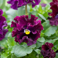 Burgundy pansy in container garten