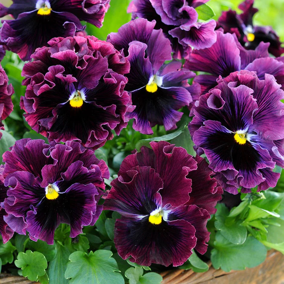 Ornamental burgundy pansy flowering pflanze