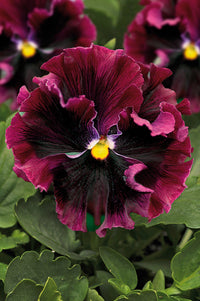 Burgundy pansy blume samen for easy anpflanzung