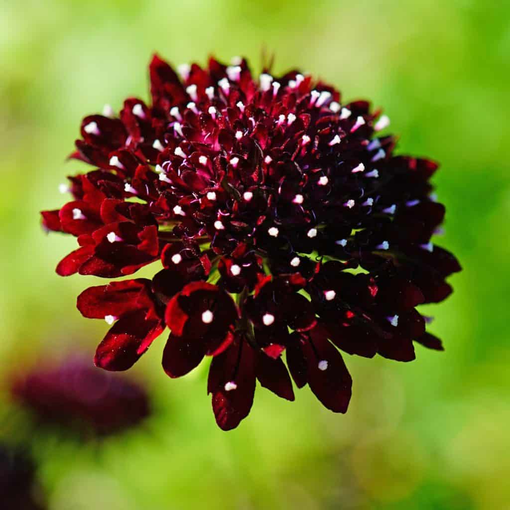 Scabiosa Blumensamen zur Aussaat – farbenfroh Schau – Traditionssorte & ohne Gentechnik Samen Hausgarten