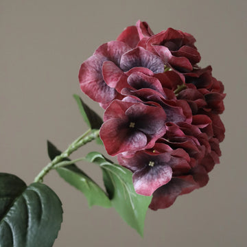 Bordeaux Hortensie blühend Samen zur Aussaat und Gardening