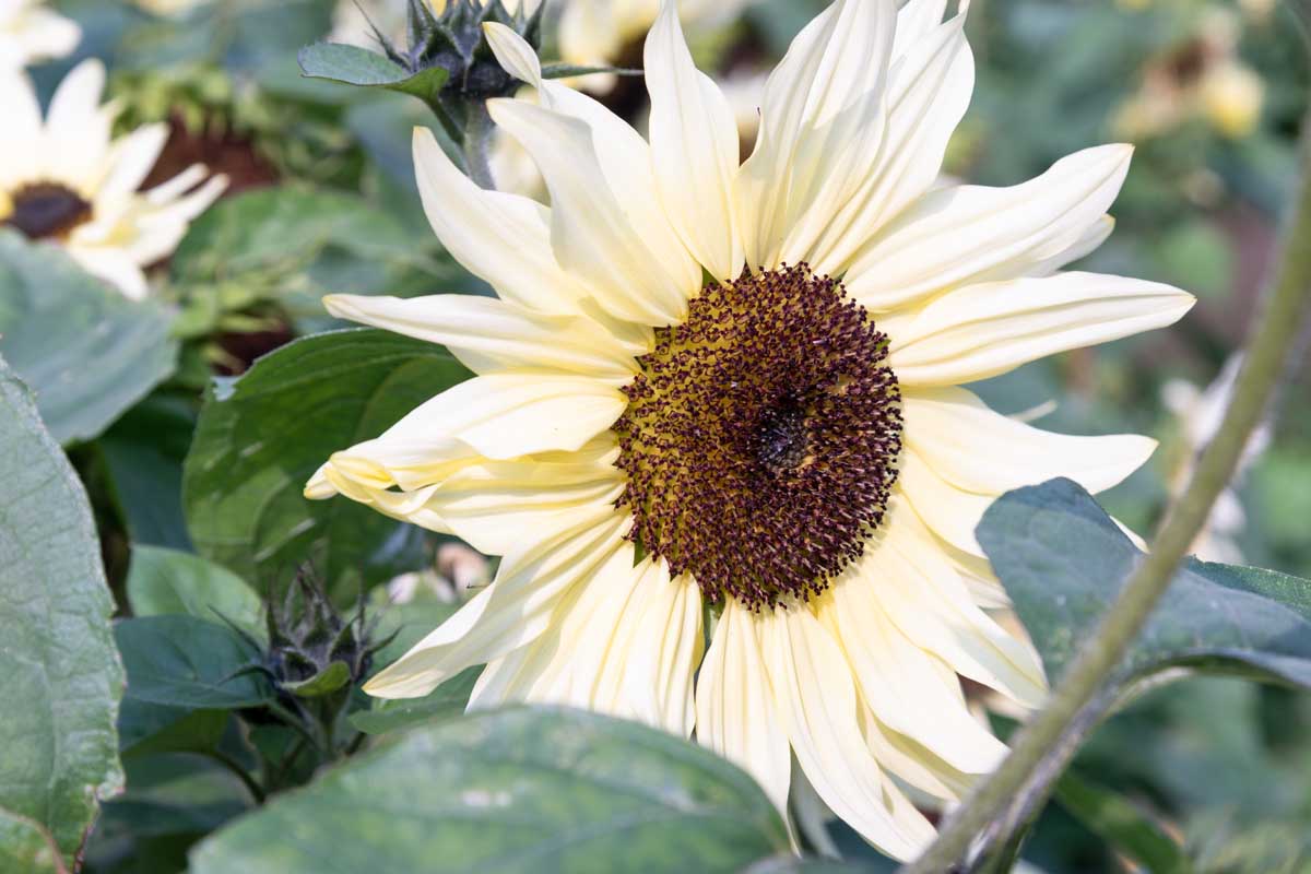 Creme Sonnenblume Blumensamen zur Aussaat – duftend Blüten – Traditionssorte & ohne Gentechnik Samen Hausgarten