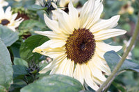 Creme Sonnenblume Blumensamen zur Aussaat – duftend Blüten – Traditionssorte & ohne Gentechnik Samen Hausgarten