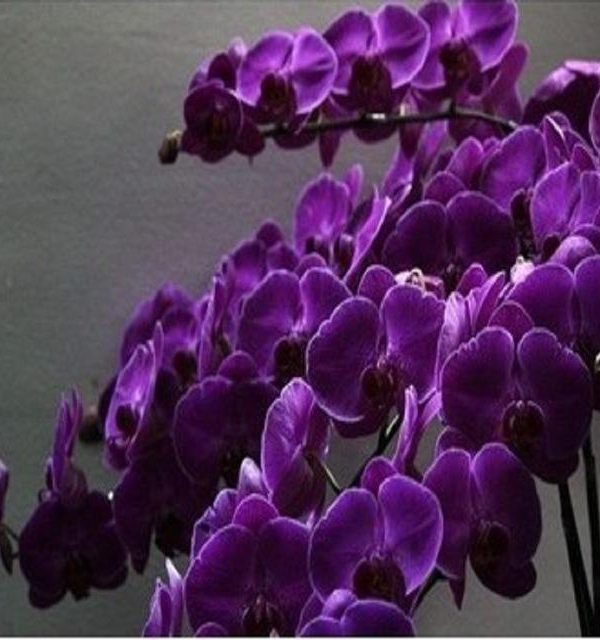 Lila Schmetterling Orchidee Blumensamen zur Aussaat – ideal Rabatten – Traditionssorte & ohne Gentechnik Samen Hausgarten