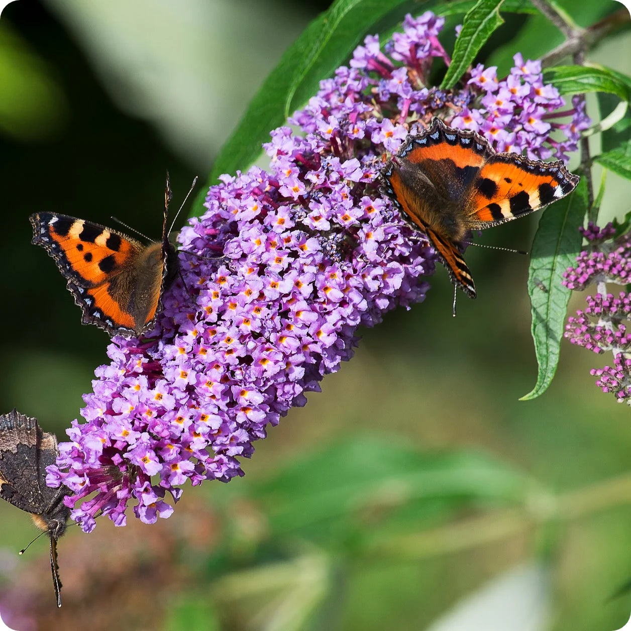 Blau Sommerflieder Schmetterling Strauch Blumensamen zur Aussaat – Schnitt Blume beliebt – Traditionssorte & ohne Gentechnik Samen Hausgarten