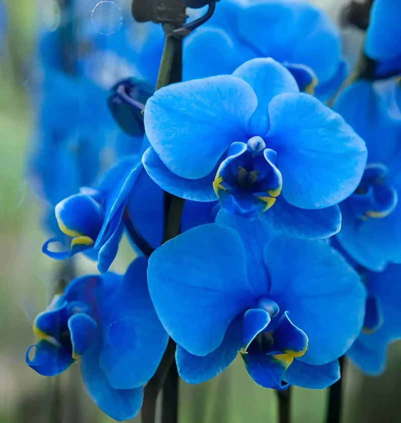 Butterfly orchid samen sky blau for anpflanzung

