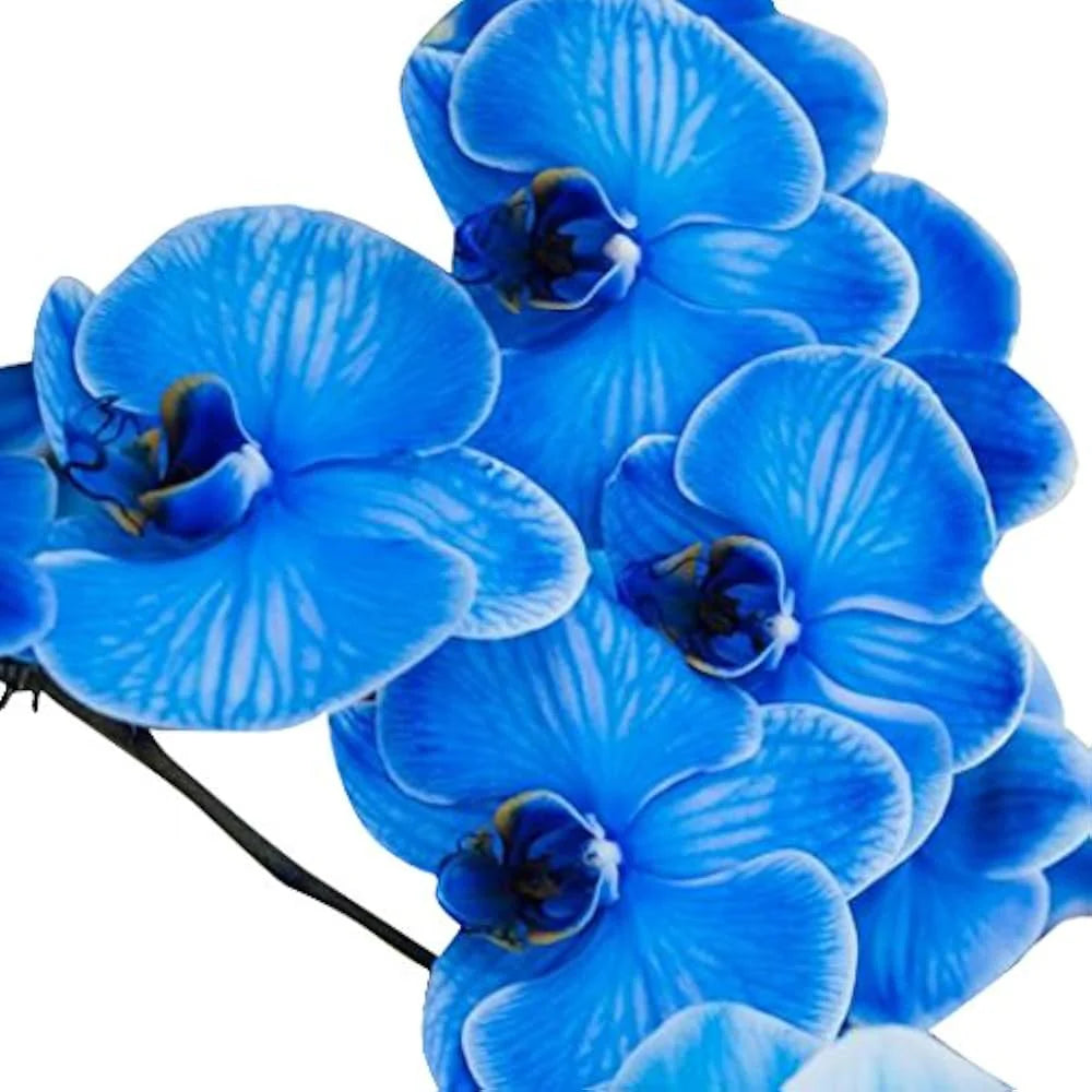 Blau Schmetterling Orchidee Blumensamen zur Aussaat – lang Blüte Saison – Traditionssorte & ohne Gentechnik Samen Hausgarten