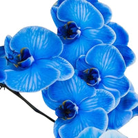 Blau Schmetterling Orchidee Blumensamen zur Aussaat – lang Blüte Saison – Traditionssorte & ohne Gentechnik Samen Hausgarten