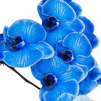 Butterfly orchid samen sky blau for anpflanzung

