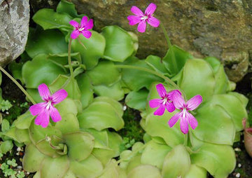 Butterwort Carnivorous Blumensamen zur Aussaat Anzucht Traditionssorte & ohne Gentechnik Samen Hausgarten