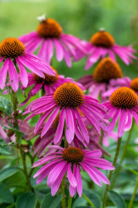Coneflower Blumensamen zur Aussaat leuchtend Traditionssorte & ohne Gentechnik Samen Hausgarten