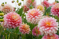 Dahlias Blumensamen zur Aussaat Drought verträglich Traditionssorte & ohne Gentechnik Samen Hausgarten