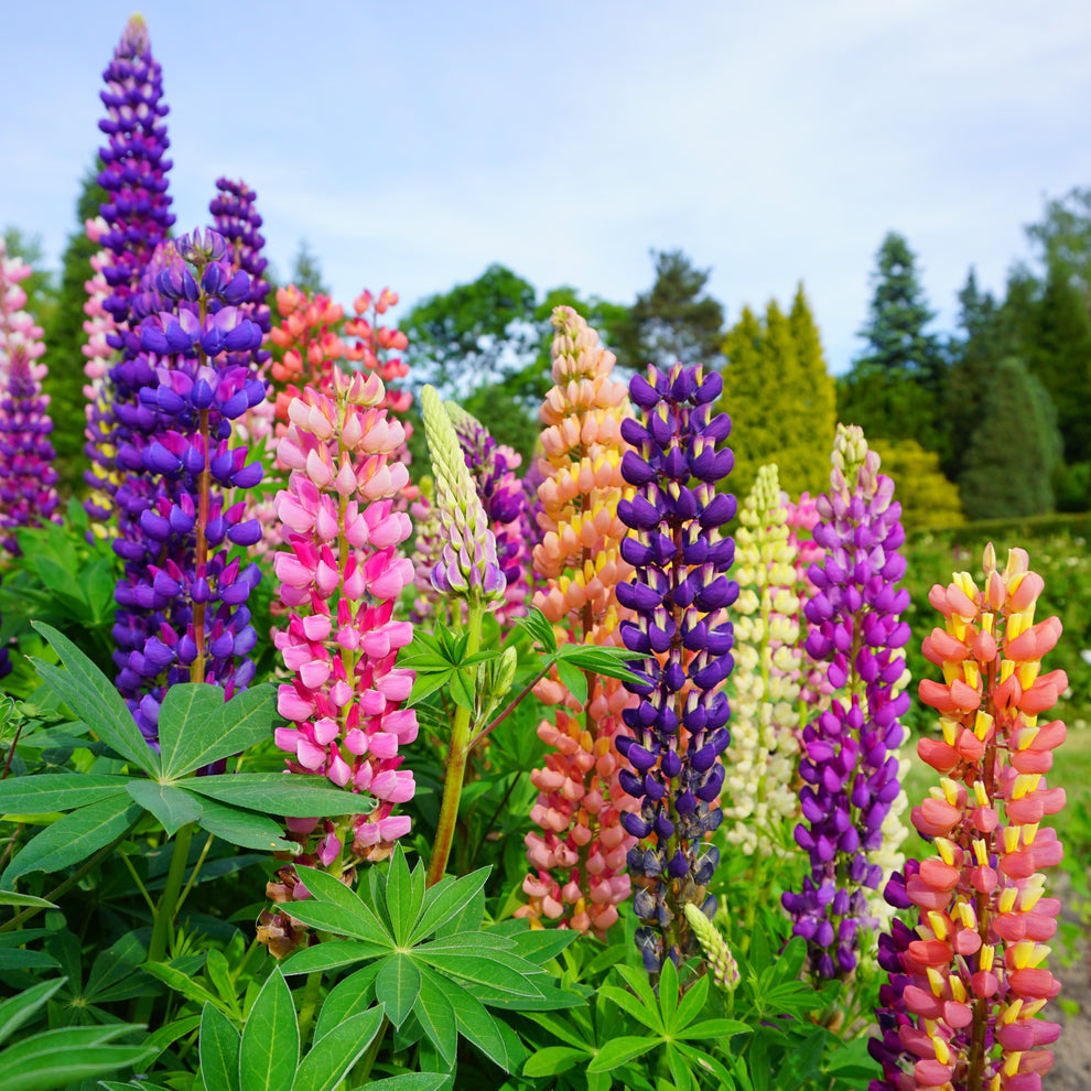 Mixed tutti frutti lupine blume samen for anpflanzung - bright blooms, heirloom & gmo free samen for home garten
 
 sale for anpflanzung in home garten