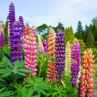 Mixed tutti frutti lupine blume samen for anpflanzung - bright blooms, heirloom & gmo free samen for home garten
 
 sale for anpflanzung in home garten