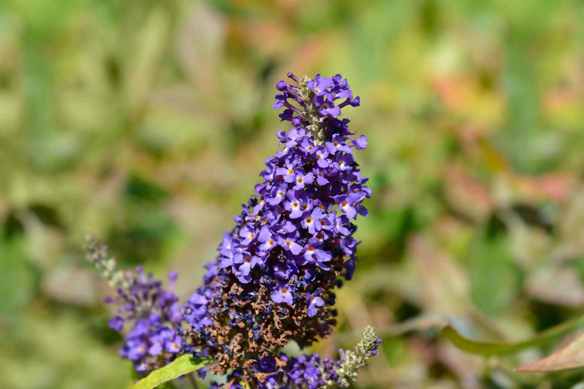 Sommerflieder Blumensamen einfache Aussaat Gemischt