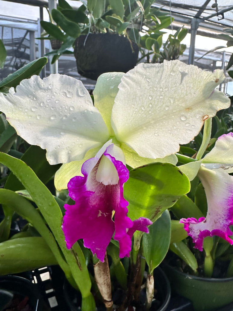 Weiß Cattleya Blumensamen zur Aussaat – duftend Blüten – Traditionssorte & ohne Gentechnik Samen Hausgarten
