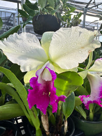 Weiß Cattleya Blumensamen zur Aussaat – duftend Blüten – Traditionssorte & ohne Gentechnik Samen Hausgarten