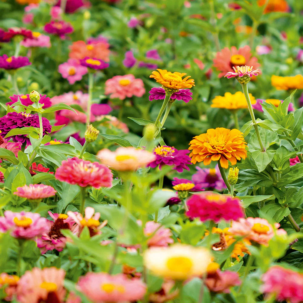 Herbst Sowing Blumensamen zur Aussaat Anzucht Traditionssorte & ohne Gentechnik Samen Hausgarten
