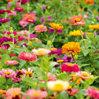 Herbst Sowing Blumensamen zur Aussaat Anzucht Traditionssorte & ohne Gentechnik Samen Hausgarten