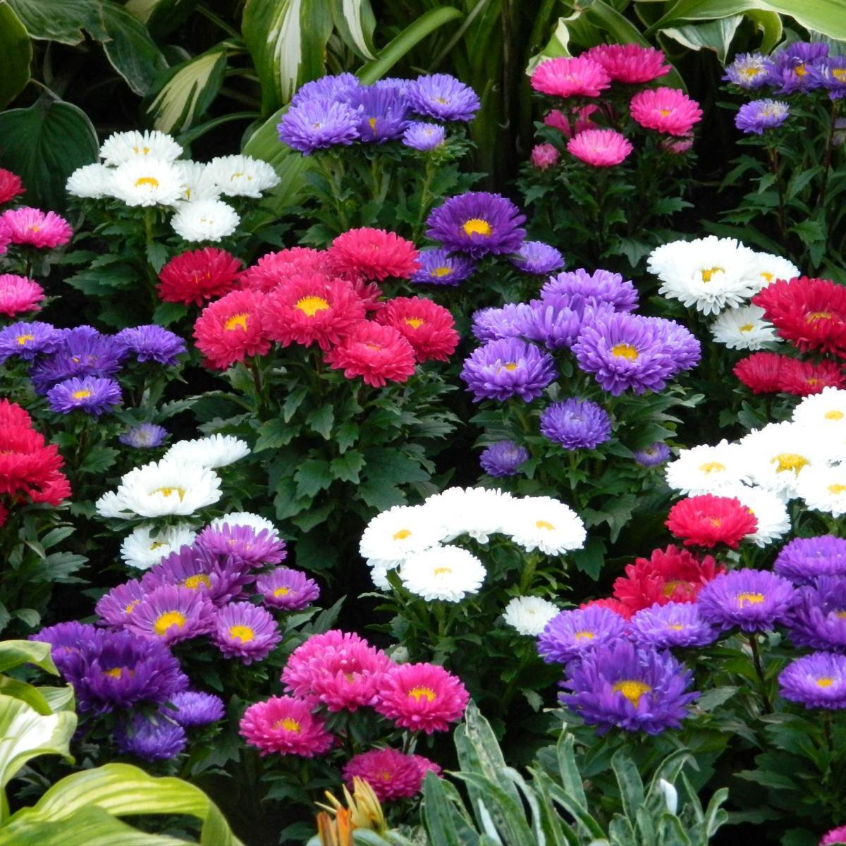 Gemischt Asters Blumensamen zur Aussaat – duftend Blüten – Traditionssorte & ohne Gentechnik Samen Hausgarten
