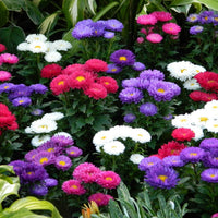 Gemischt Asters Blumensamen zur Aussaat – duftend Blüten – Traditionssorte & ohne Gentechnik Samen Hausgarten
