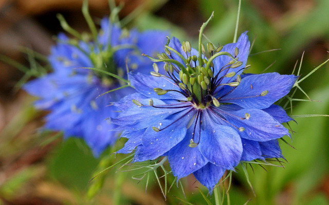 Blau nigella jekyll blume samen for anpflanzung - bright blooms, heirloom & gmo free samen for home garten
 
 sale samen for anpflanzung in home garten