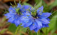Blau nigella jekyll blume samen for anpflanzung - bright blooms, heirloom & gmo free samen for home garten
 
 sale samen for anpflanzung in home garten