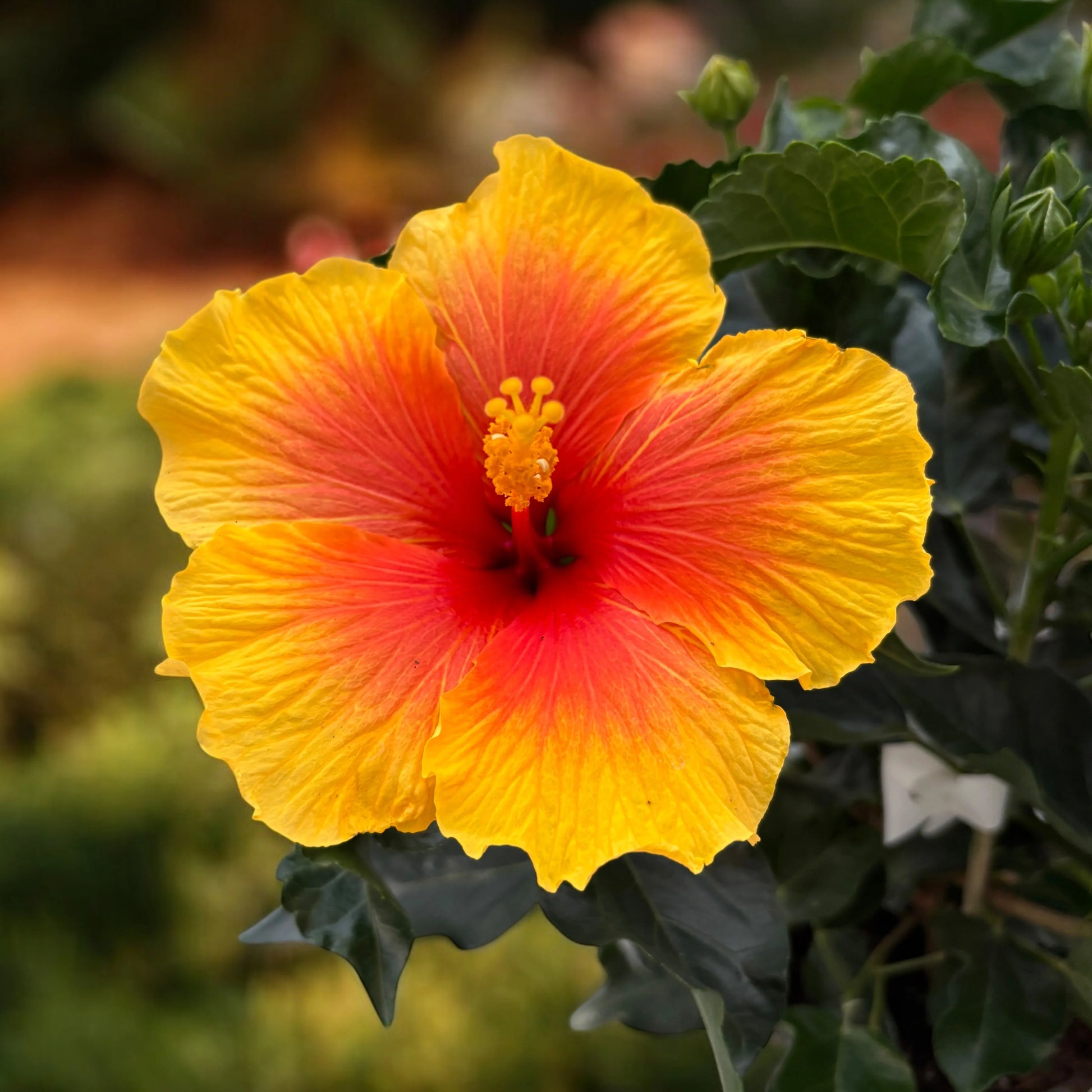Orange Hibiskus Rosa-Sinensis Blumensamen zur Aussaat – Schnitt Blume beliebt – Traditionssorte & ohne Gentechnik Samen Hausgarten