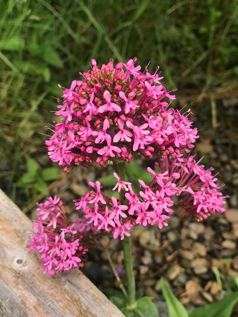Centranthus Ruber Blumensamen zur Aussaat – leuchtend Blüten – Traditionssorte & ohne Gentechnik Samen Hausgarten