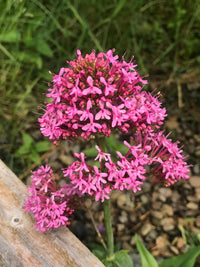 Centranthus Ruber Blumensamen zur Aussaat – leuchtend Blüten – Traditionssorte & ohne Gentechnik Samen Hausgarten