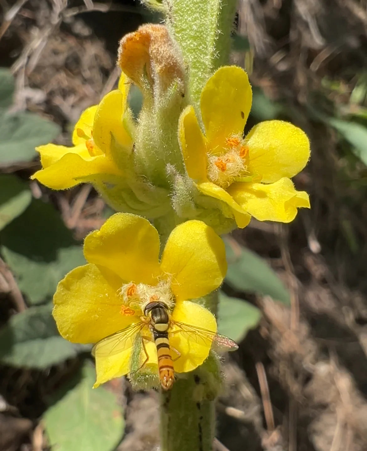 Gelb Mullein Blumensamen zur Aussaat – Schnitt Blume beliebt – Traditionssorte & ohne Gentechnik Samen Hausgarten