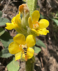 Gelb Mullein Blumensamen zur Aussaat – Schnitt Blume beliebt – Traditionssorte & ohne Gentechnik Samen Hausgarten