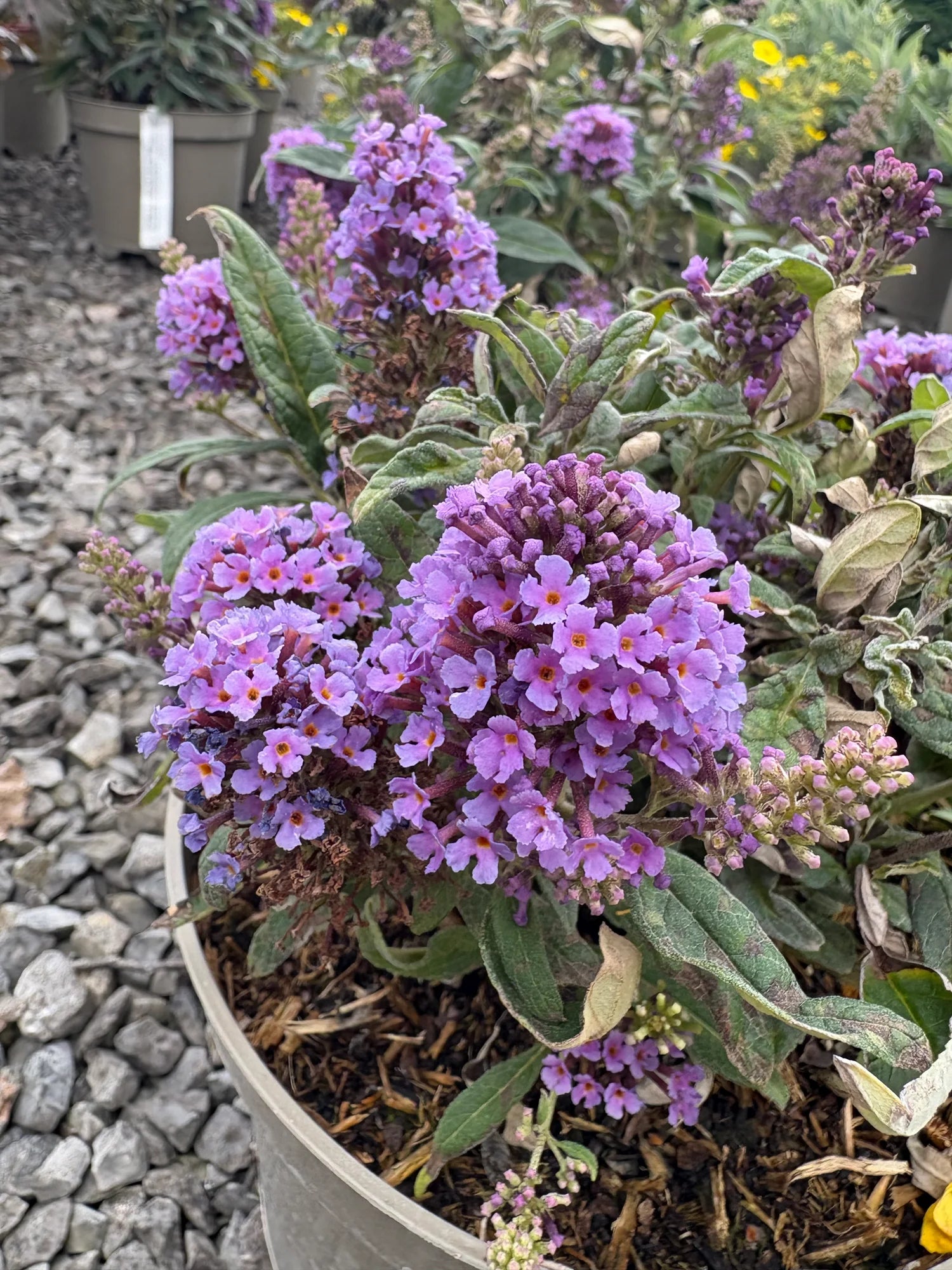 Lila Buddleja Blumensamen zur Aussaat – Bestäuber freundlich – Traditionssorte & ohne Gentechnik Samen Hausgarten