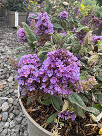 Lila Buddleja Blumensamen zur Aussaat – Bestäuber freundlich – Traditionssorte & ohne Gentechnik Samen Hausgarten